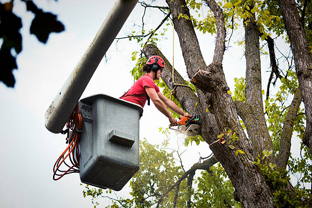 Best Tree Removal Services  in Greentown, OH